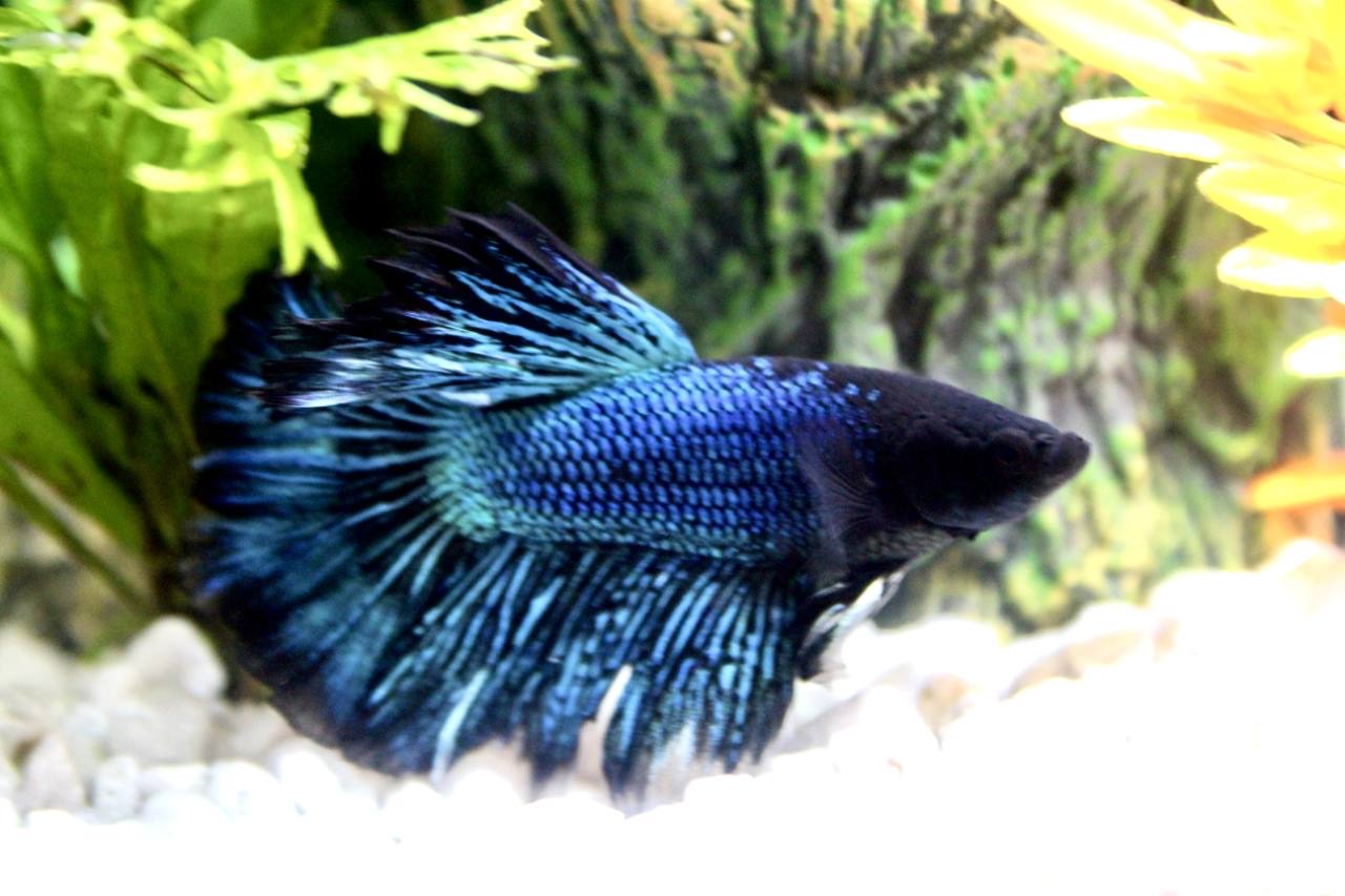 A blue betta fish in an aquarium.