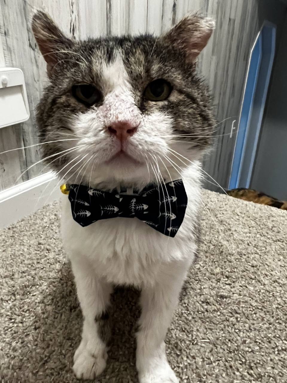 A cat wearing a bow tie.