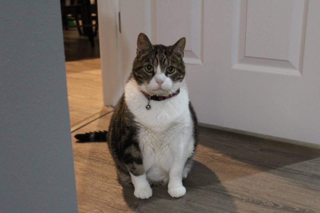 A cat sitting near a doorway at home.