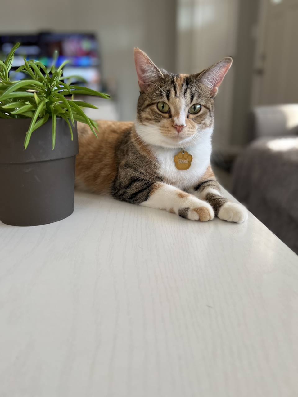 A cat resting on a table at home.
