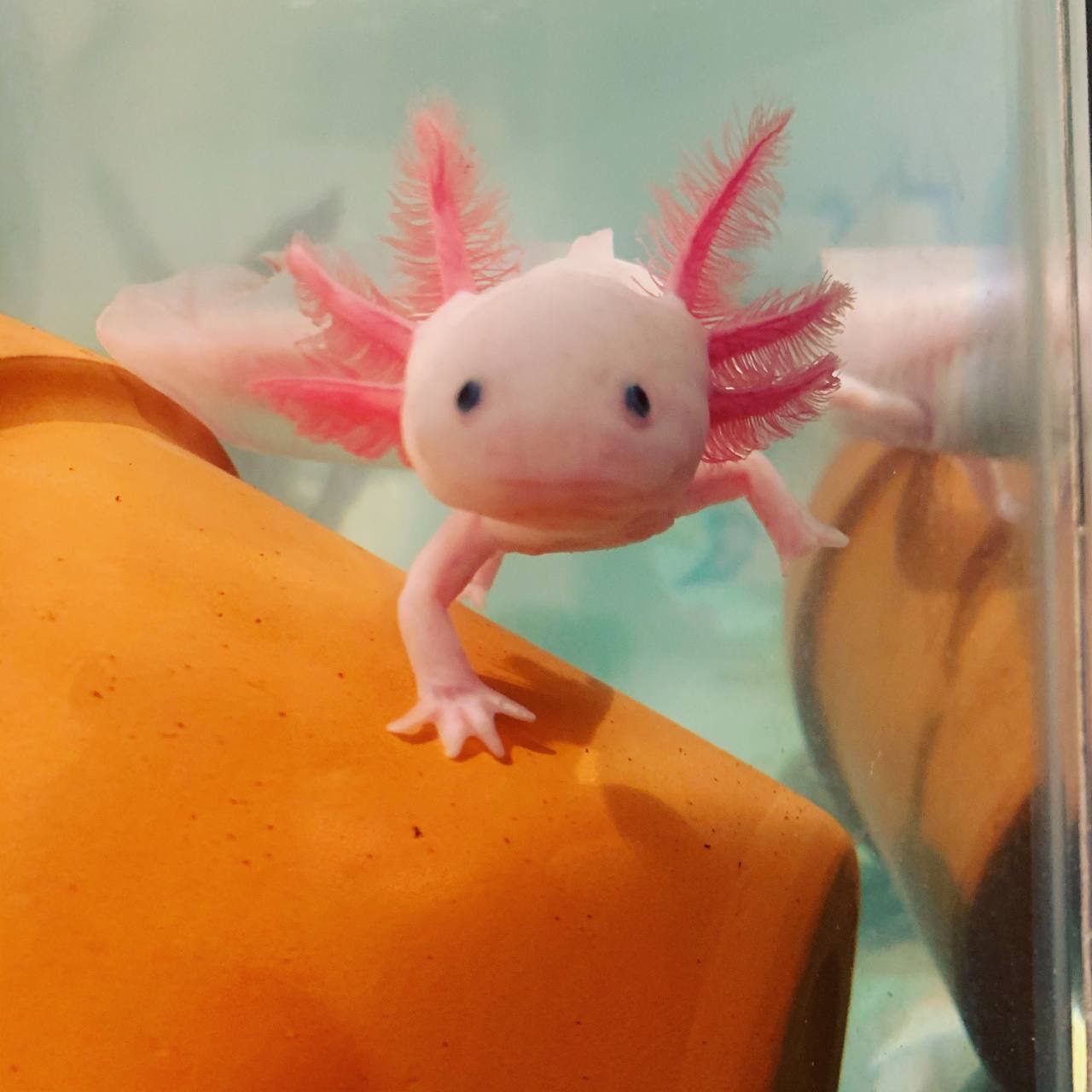 A pink axolotl in an aquarium.